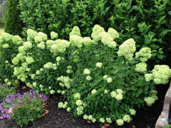 Hydrangea paniculata Little Lime: planting and care, reproduction, photo and video