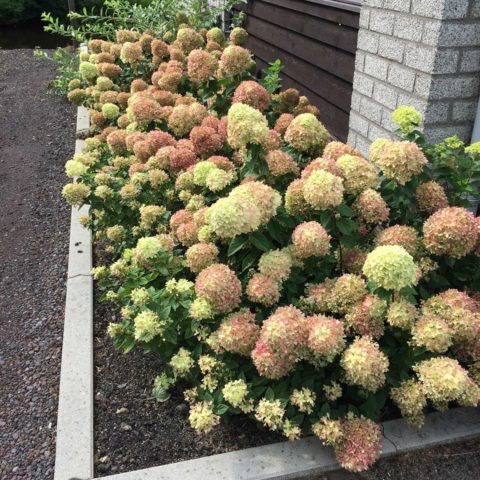 Hydrangea paniculata Little Lime: planting and care, reproduction, photo and video