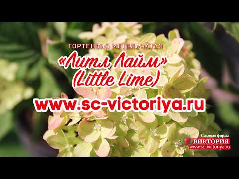 Hydrangea paniculata Little Lime: planting and care, reproduction, photo and video