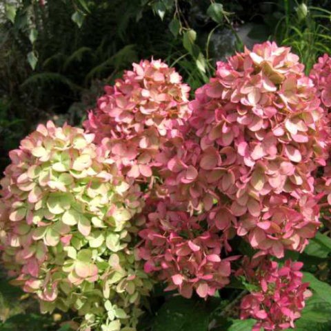 Hydrangea paniculata Magical Candle: planting and care, winter hardiness, reviews