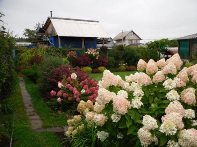 Hydrangea paniculata Magical Candle: planting and care, winter hardiness, reviews