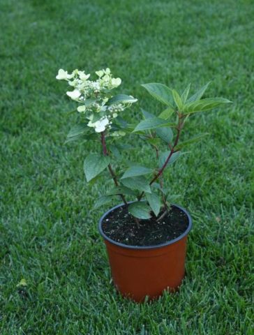 Hydrangea paniculata Magical Candle: planting and care, winter hardiness, reviews