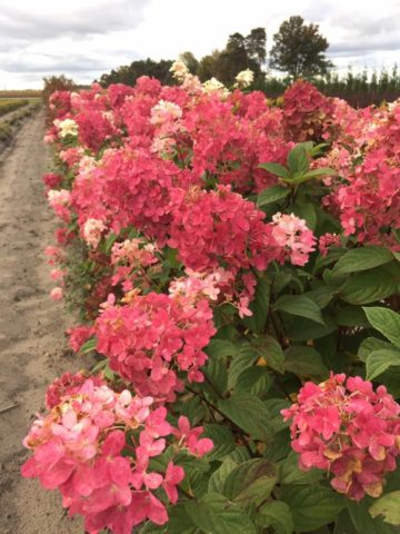 Hydrangea paniculata Magical Fire: planting and care, photos, reviews