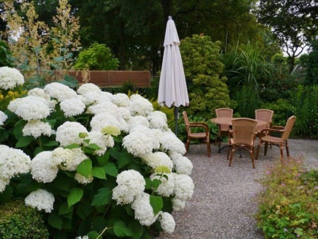 Hydrangea paniculata Magical Fire: planting and care, photos, reviews