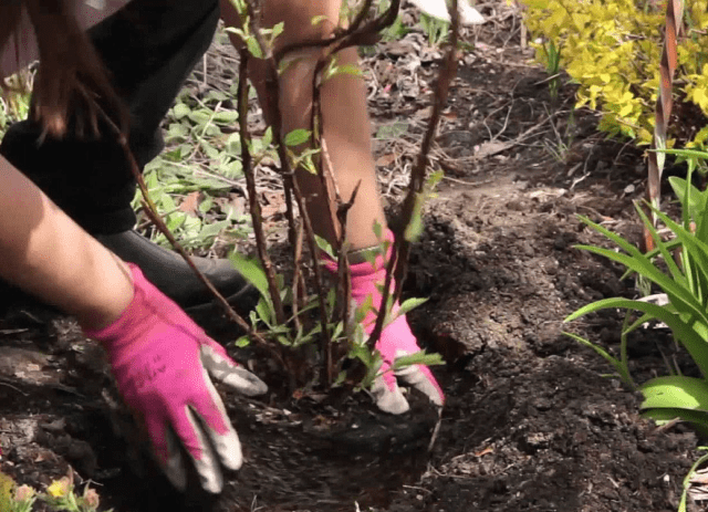 Hydrangea paniculata Magical Fire: planting and care, photos, reviews