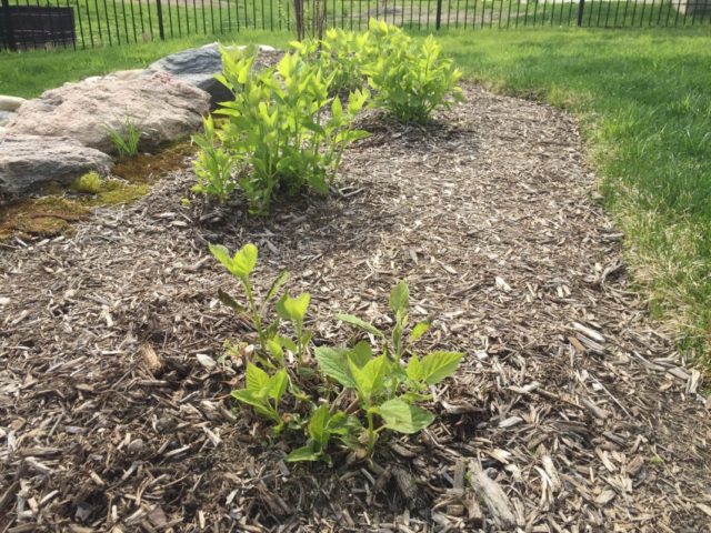 Hydrangea paniculata Magical Fire: planting and care, photos, reviews