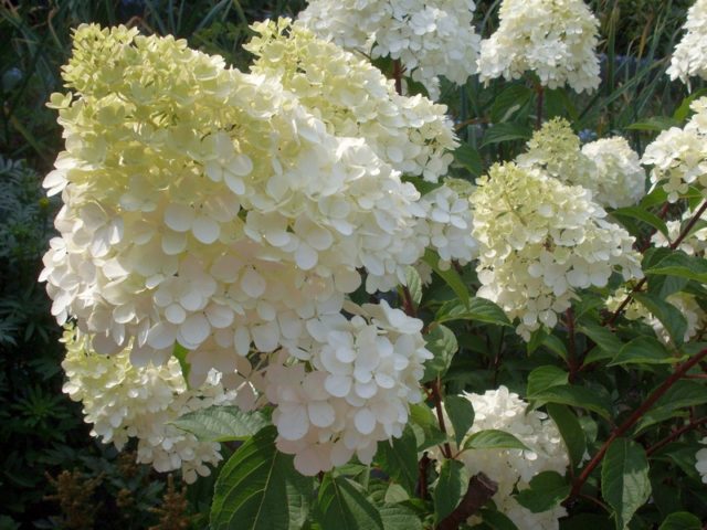 Hydrangea paniculata Magical Moonlight: planting and care, photos, reviews