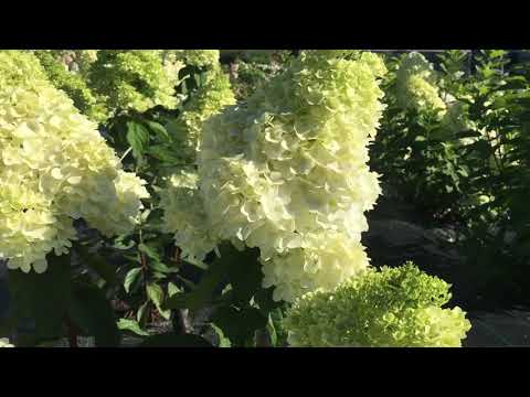 Hydrangea paniculata Magical Moonlight: planting and care, photos, reviews