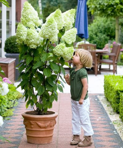 Hydrangea paniculata Magical Moonlight: planting and care, photos, reviews