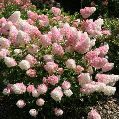 Hydrangea paniculata Magical Moonlight: planting and care, photos, reviews