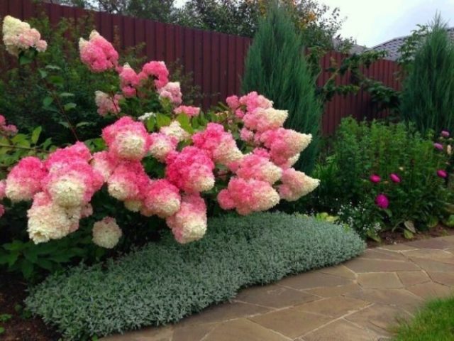 Hydrangea paniculata Magical Moonlight: planting and care, photos, reviews