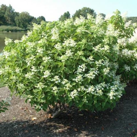 Hydrangea paniculata Magical Starlight: description, photos and reviews