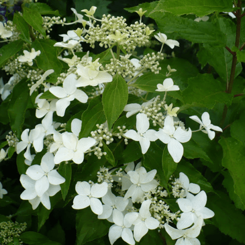 Hydrangea paniculata Magical Starlight: description, photos and reviews