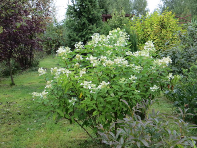 Hydrangea paniculata Magical Starlight: description, photos and reviews