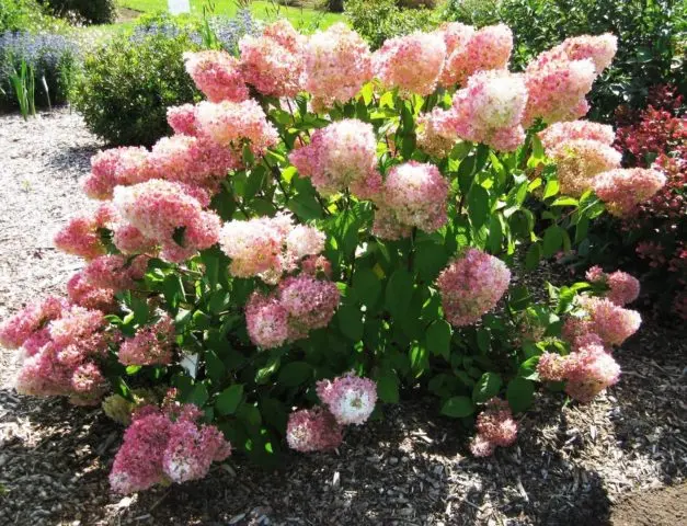 Hydrangea paniculata Magical Sweet Summer: description, photos and reviews