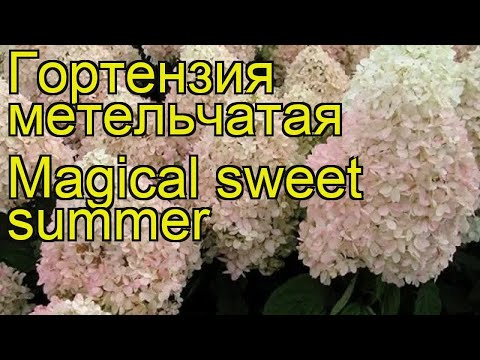 Hydrangea paniculata Magical Sweet Summer: description, photos and reviews