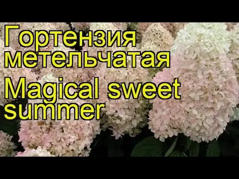 Hydrangea paniculata Magical Sweet Summer: description, photos and reviews