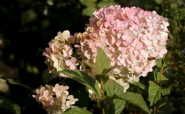 Hydrangea paniculata Magical Sweet Summer: description, photos and reviews