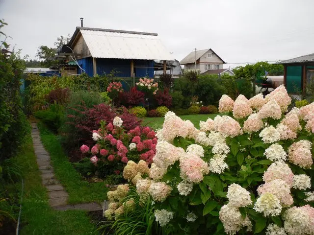 Hydrangea paniculata Magical Sweet Summer: description, photos and reviews