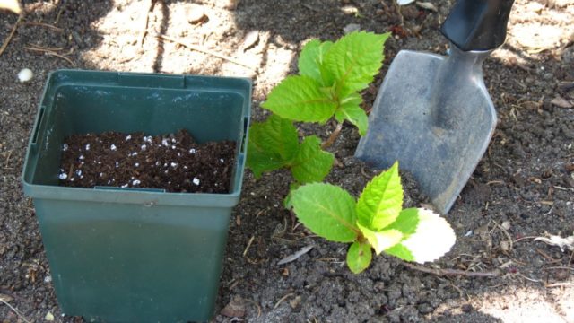 Hydrangea paniculata Magical Sweet Summer: description, photos and reviews