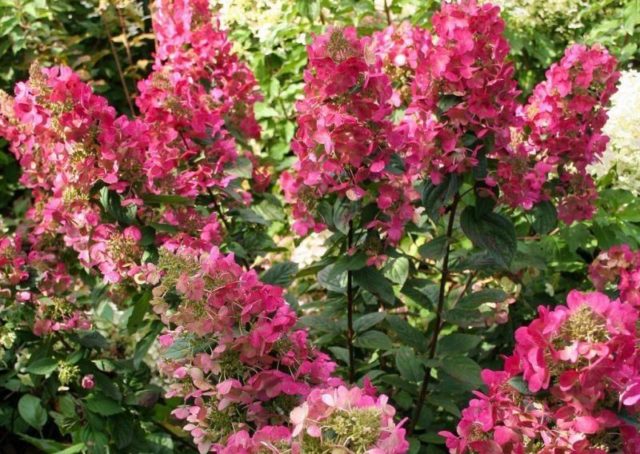 Hydrangea paniculata Magical Vesuvio: description, reproduction, photos, reviews