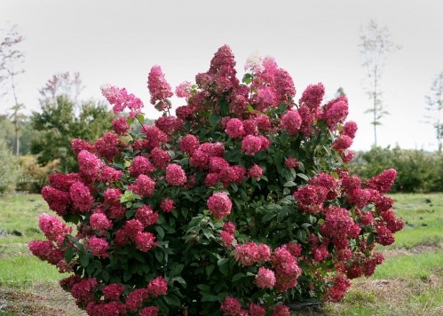 Hydrangea paniculata Magical Vesuvio: description, reproduction, photos, reviews