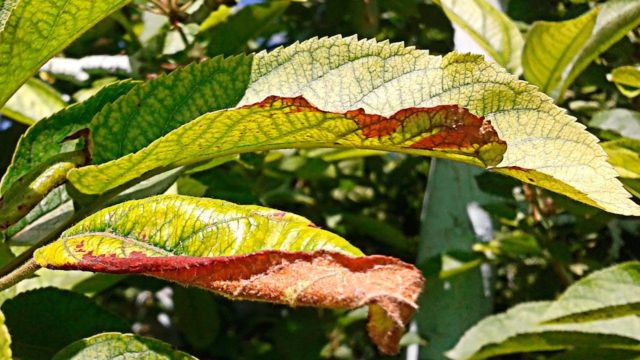 Hydrangea paniculata Magical Vesuvio: description, reproduction, photos, reviews