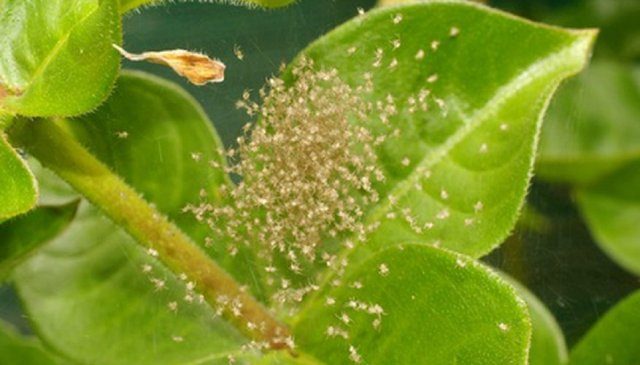 Hydrangea paniculata Magical Vesuvio: description, reproduction, photos, reviews