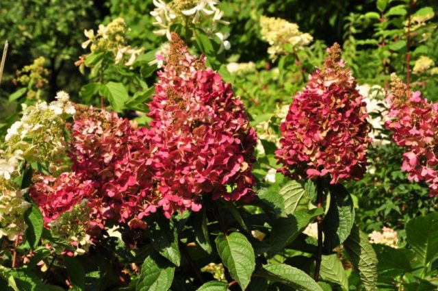 Hydrangea paniculata Mega Mindi: planting and care, photos, reviews