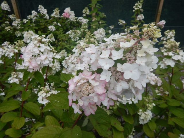 Hydrangea paniculata Mega Mindi: planting and care, photos, reviews