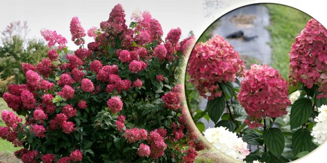 Hydrangea paniculata Mega Mindi: planting and care, photos, reviews