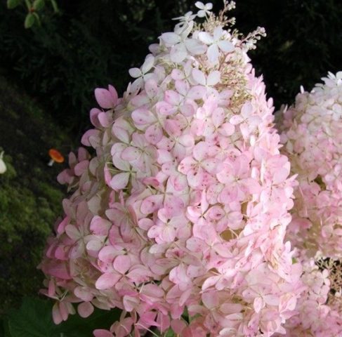 Hydrangea paniculata Mega Pearl: description, planting and care, reviews