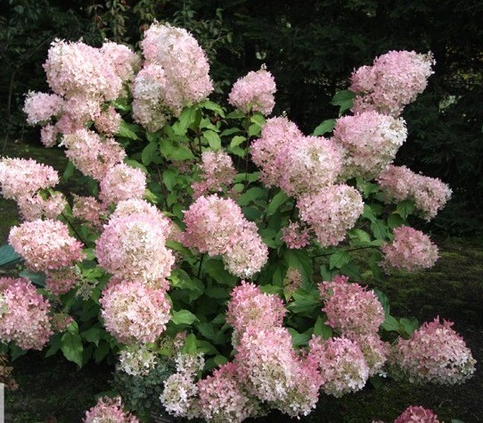 Hydrangea paniculata Mega Pearl: description, planting and care, reviews