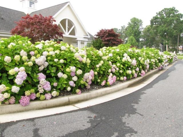 Hydrangea paniculata Mega Pearl: description, planting and care, reviews