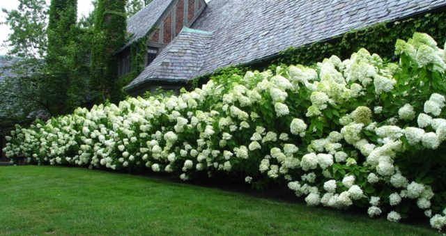 Hydrangea paniculata Mega Pearl: description, planting and care, reviews