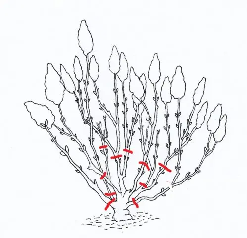 Hydrangea paniculata Mega Pearl: description, planting and care, reviews