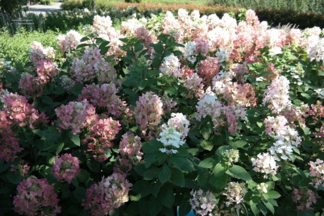 Hydrangea paniculata Pastel Green: photo, description, reviews and video