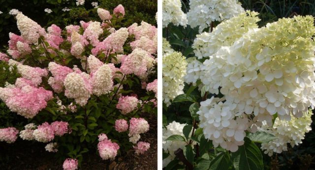 Hydrangea paniculata Pastel Green: photo, description, reviews and video