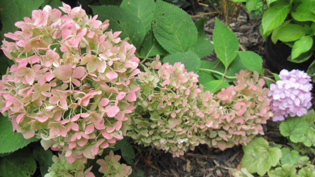 Hydrangea paniculata Pastel Green: photo, description, reviews and video