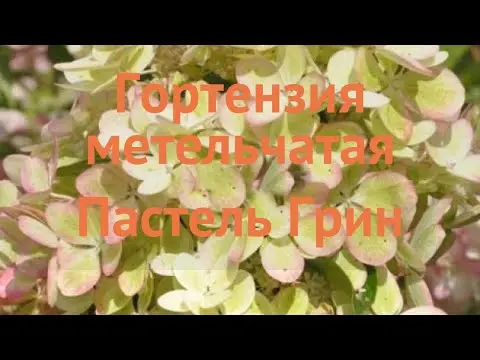 Hydrangea paniculata Pastel Green: photo, description, reviews and video