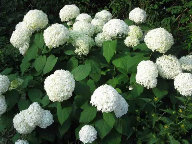 Hydrangea paniculata Pearl of the Festival: description, planting care, reviews