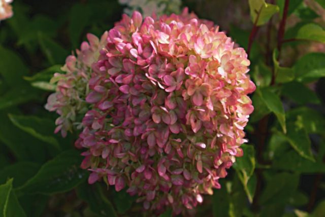 Hydrangea paniculata Pearl of the Festival: description, planting care, reviews