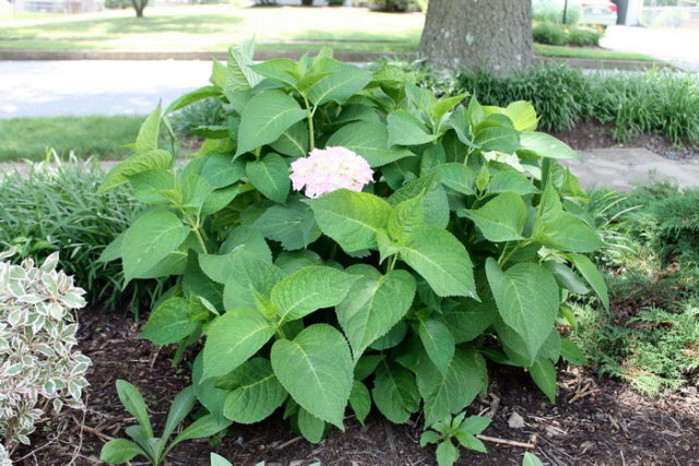 Hydrangea paniculata Pearl of the Festival: description, planting care, reviews