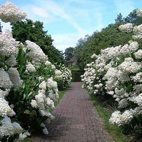 Hydrangea paniculata Phantom: planting and care