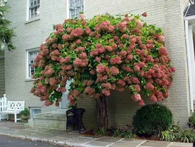 Hydrangea paniculata Phantom: planting and care