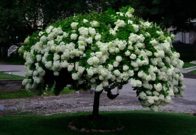 Hydrangea paniculata Phantom: planting and care