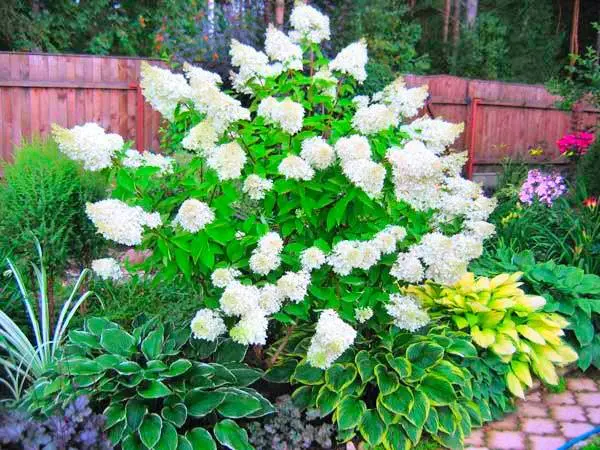 Hydrangea paniculata Phantom: planting and care