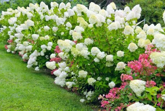 Hydrangea paniculata Phantom: planting and care