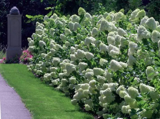 Hydrangea paniculata Phantom: planting and care