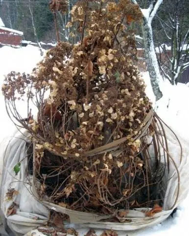 Hydrangea paniculata Phantom: planting and care